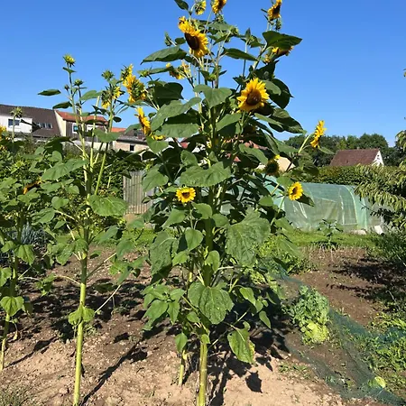 New Spacious House With Large Garden Warburg