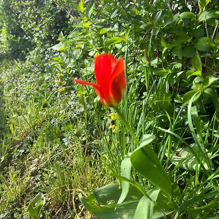 New Spacious House With Large Garden Warburg