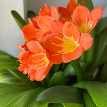 Casa vacanze New Spacious House With Large Garden *