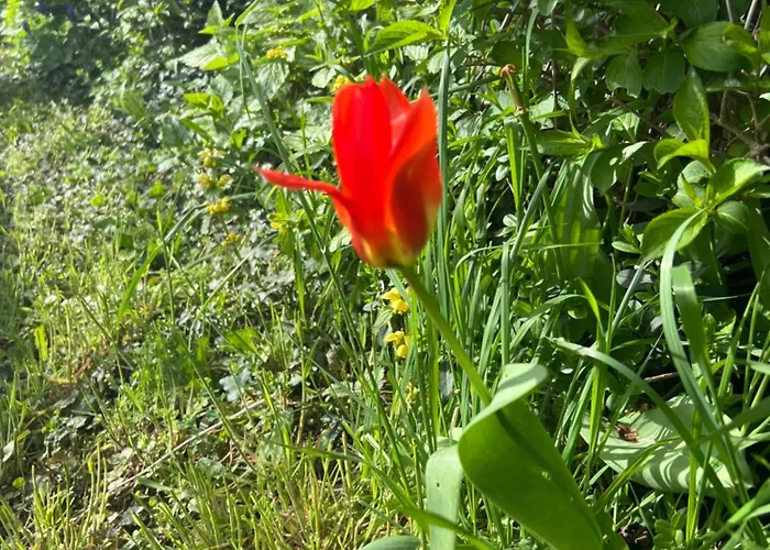 New Spacious House With Large Garden Warburg