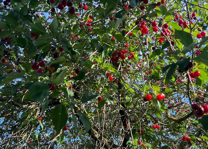 New Spacious House With Large Garden Warburg