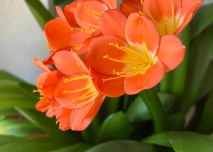 Nyaraló New Spacious House With Large Garden *